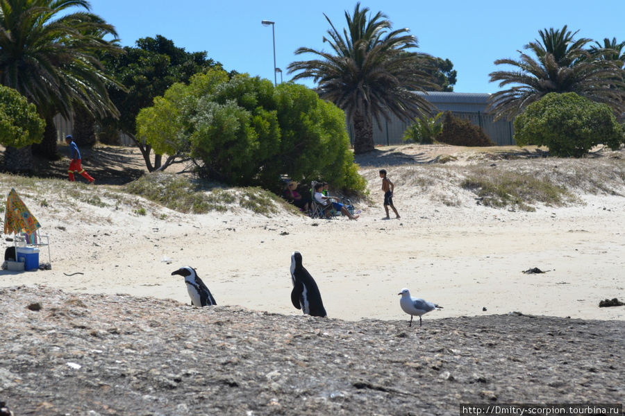 Пингвины на пляже в Кейптауне никого не боятся и живут своей жизнью. Кейптаун, ЮАР