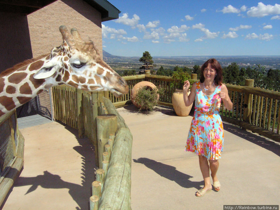Пообщаться  с жирафами