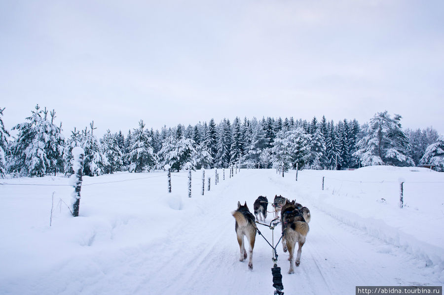 Катание на собачьих упряжках Нурмес, Финляндия