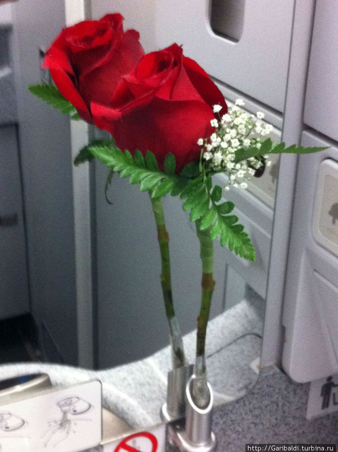 Живая роза в туалете самолета. Доха, Катар