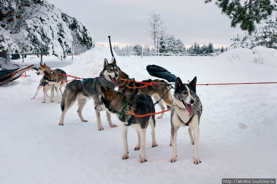 На каждые санки — по 5 собачек Нурмес, Финляндия