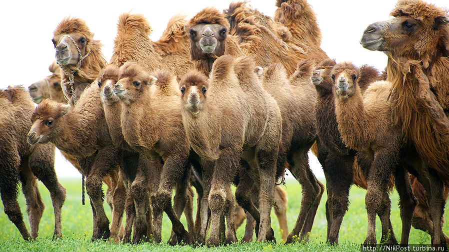 В мае верблюжата уже подросли, но взрослые животные ни на секунду не оставляли их без присмотра. Все попытки приблизится к верблюжатам поближе, заканчивались тем, что взрослые оттесняли нас в сторону, отгоняя малышей Атырауская область, Казахстан