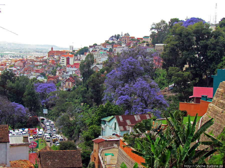 Цветущие сиреневым деревья, как сказала гид, символ города Антананариву, Мадагаскар