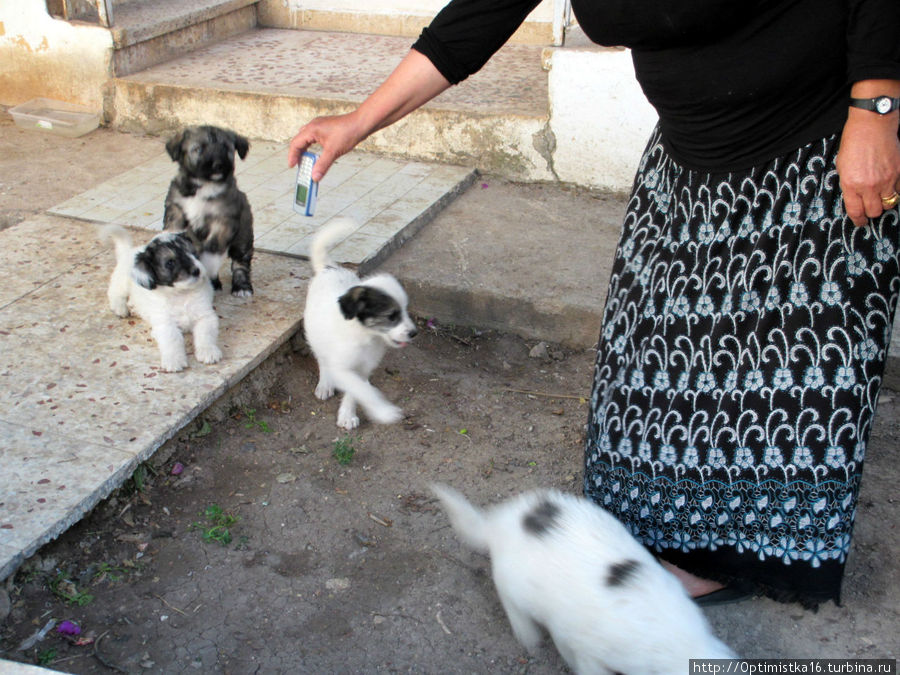 Дети в Дидиме Дидим, Турция Дети в Дидиме Дидим, Турция