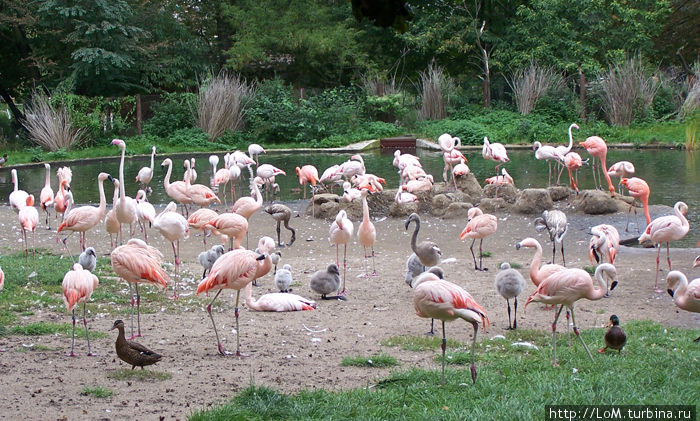 розовый фламинго — детя заката ... розовый фламинго — детя заката ...