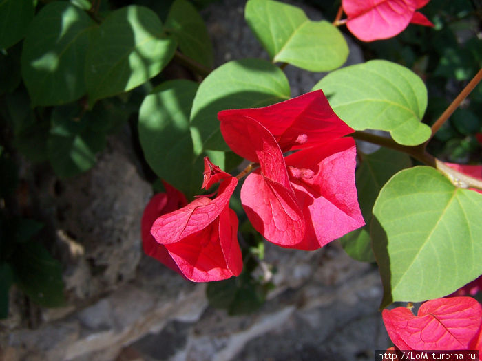 цветение кустов Штат Юкатан, Мексика