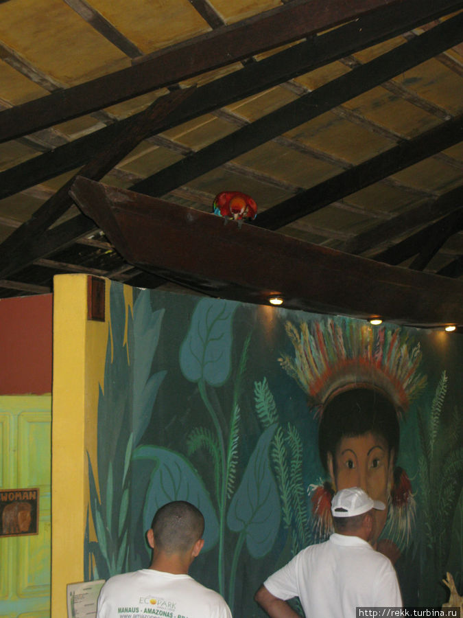 На ужин подтягивались и люди и попугаи Манаус, Бразилия