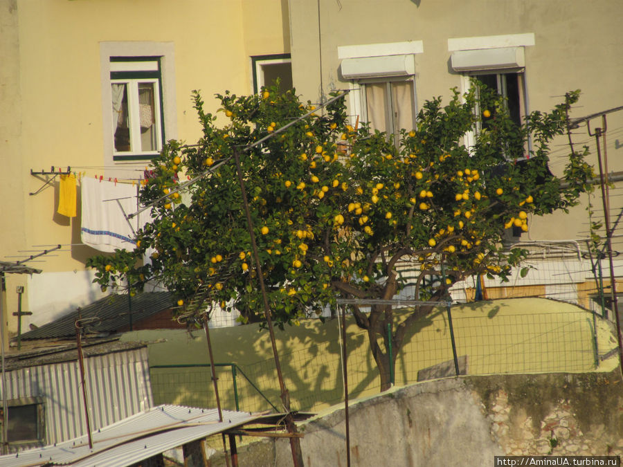 вот так меж крышами растет лимонное дерево Лиссабон, Португалия