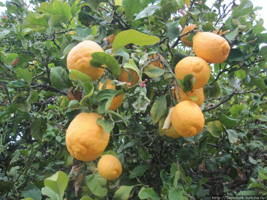 Лимон цветет Алания, Турция