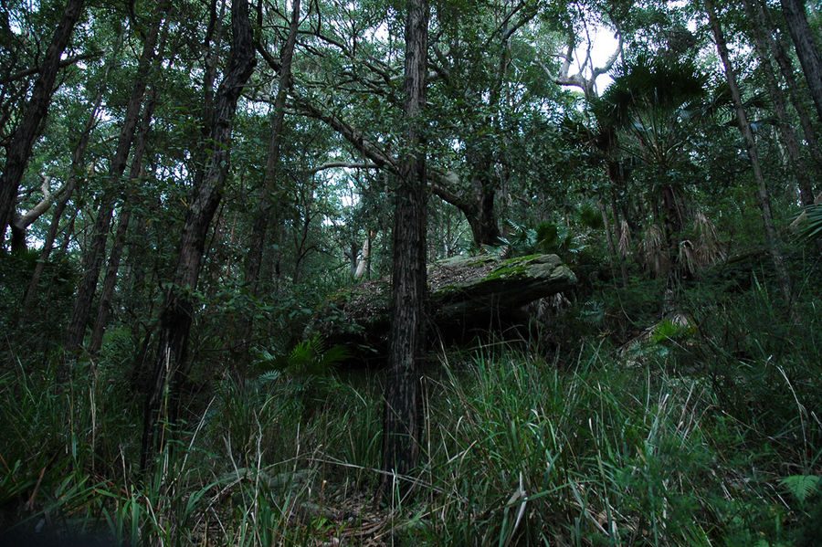 Королевский национальный парк, дальний конец Роял Национальный Парк, Австралия