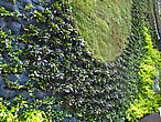 Зеленая стена состоит из множества горшочков