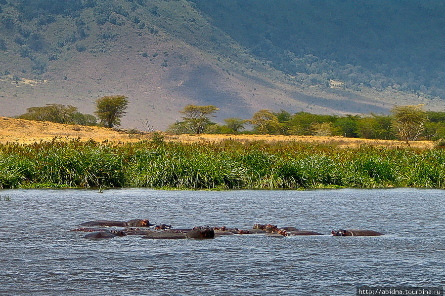 Бегемоты Нгоронгоро (заповедник в кратере вулкана), Танзания