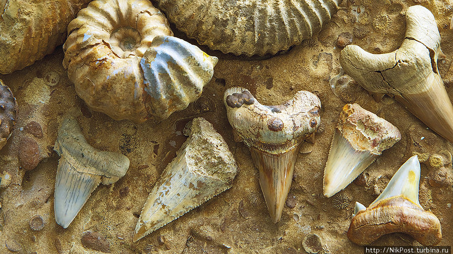 Окаменелости сохранили до наших дней  детали образов древних обитателей океана – раковины аммонитов и зубы акул Атырауская область, Казахстан