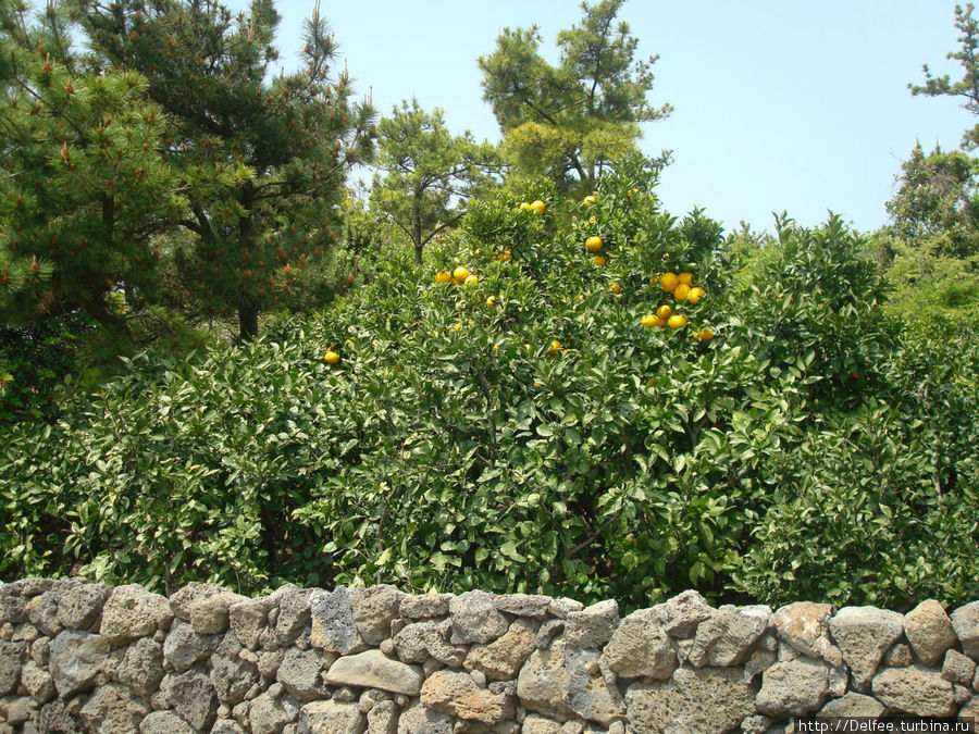 Плантации мандарин Плантации мандарин