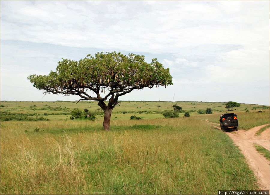 Это дерево называют хлебным, а еще багетным, вроде как багеты на нем растут. Мы подъедем ближе.... Масаи-Мара Национальный Парк, Кения