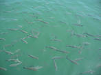 Прикормленные рыбки вблизи порта.
