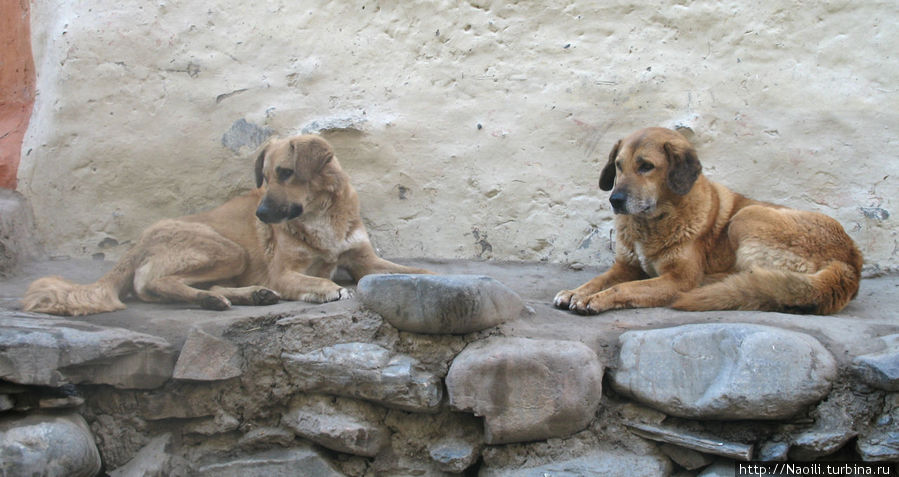 Собаки отдыхающие рядом с домом Кагбени, Непал