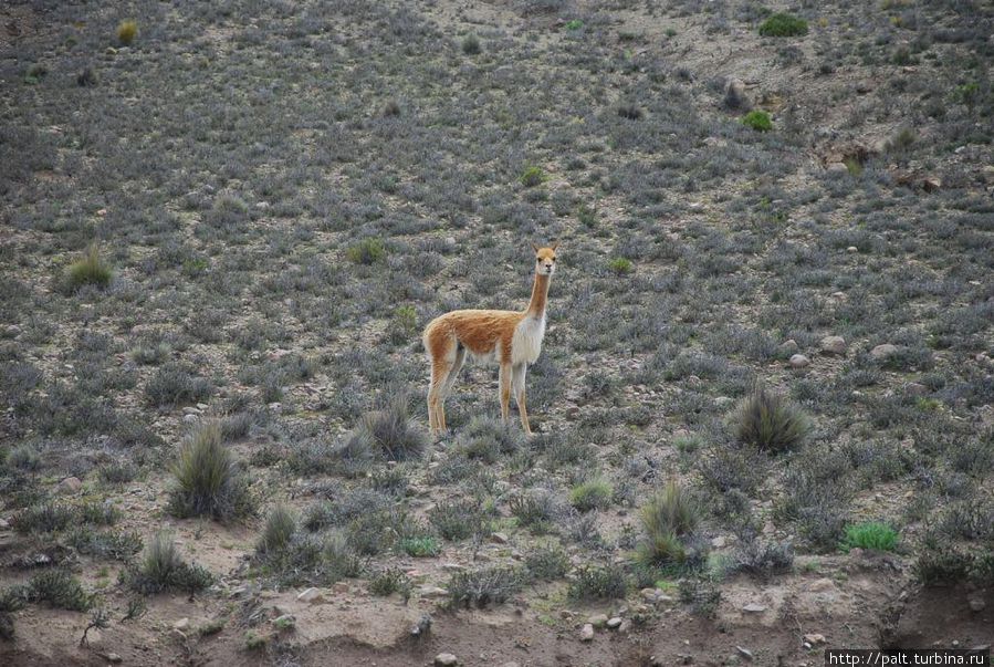 Любопытная красавица Любопытная красавица