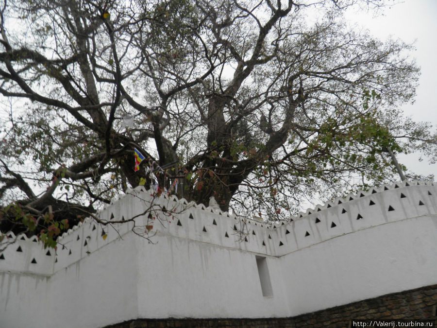 Дерево из отростков дерева, под которым медитировал Будда Канди, Шри-Ланка
