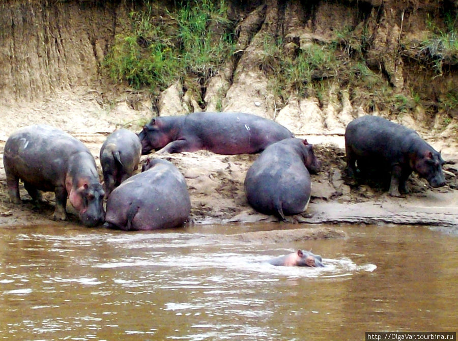 Мара — река жизни и смерти Масаи-Мара Национальный Парк, Кения