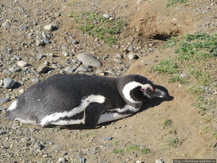 Погода улучшилась на глазах. Пингвины лежат на солнце без норки. Остров Магдалена, Чили
