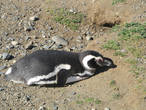 Погода улучшилась на глазах. Пингвины лежат на солнце без норки.