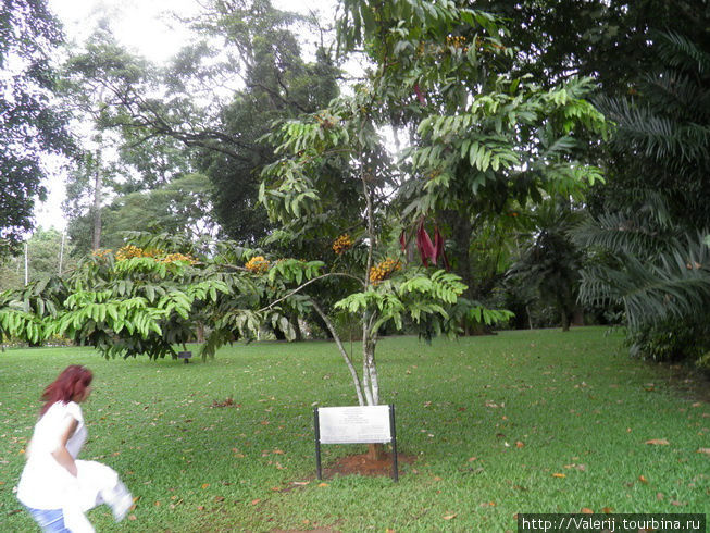 Дерево, посаженное Юрием Гагариным Южная провинция, Шри-Ланка