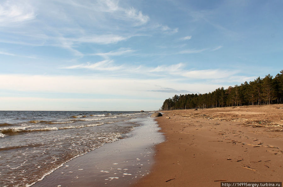 Сосны, песок и залив Сосновый Бор, Россия