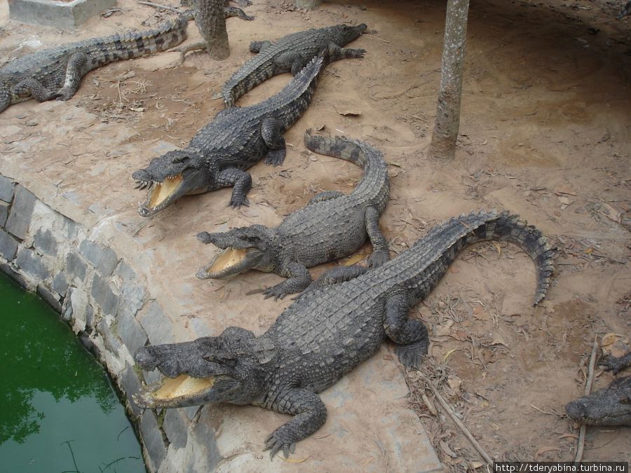 Крокодиловая ферма и ловля рептилий на удочку с рыбой на конце. Это со стороны крокодилы кажутся медлительными и спящими на ходу. Однако это впечатление довольно обманчивое. Они обладают отменной реакций и так молниеносно бросаются на рыбу, что держи ухо востро Фантхиет, Вьетнам