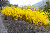 Интересный кустарник с желтыми цветами и отсутствующими листьями. Цветки похожи на акацию, назывется кустарник Форзиция, цветет до распускания листьев.