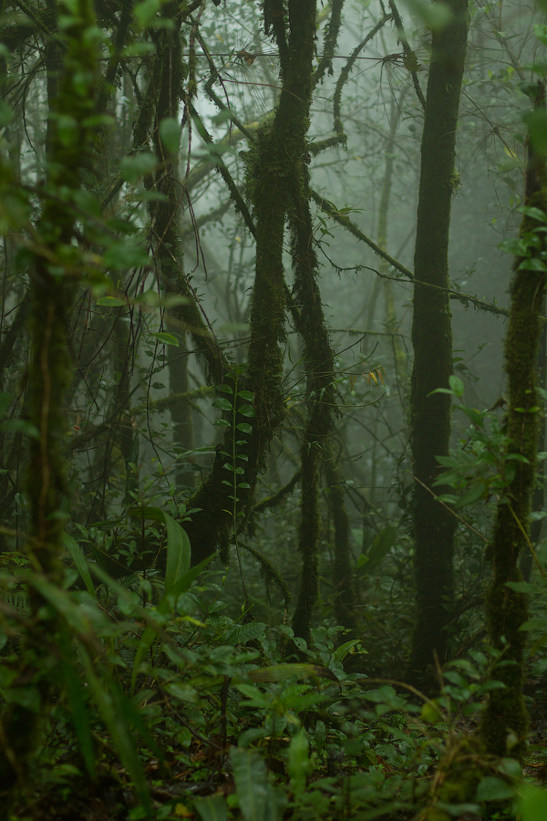 Мшистый лес по пути к вершине горы Беринчанг, Камерон Хайлендс Камерон-Хайлендс, Малайзия