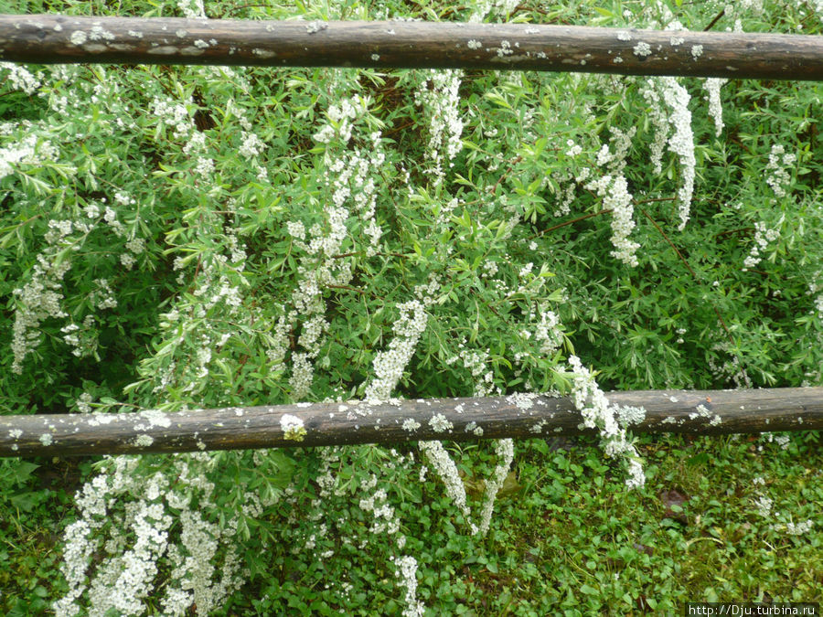 Когда цветут рододендроны Коувола, Финляндия