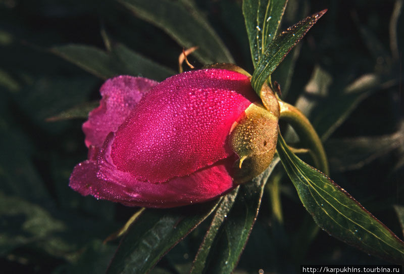 Утренняя роса. Утренняя роса.