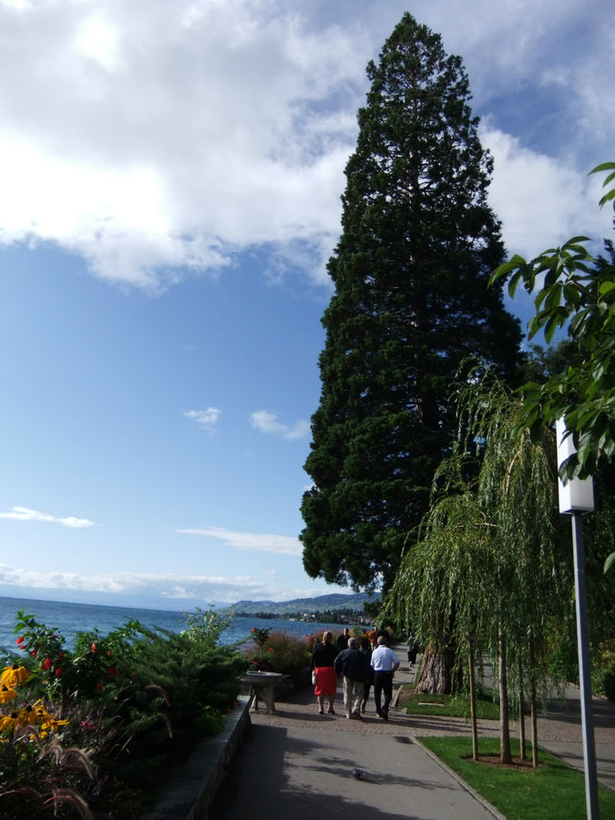 Роскошный секвойядендрон Монтрё, Швейцария