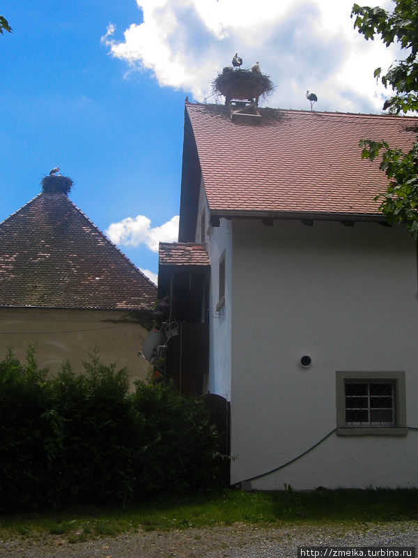 Гнезда аистов Залем, Германия