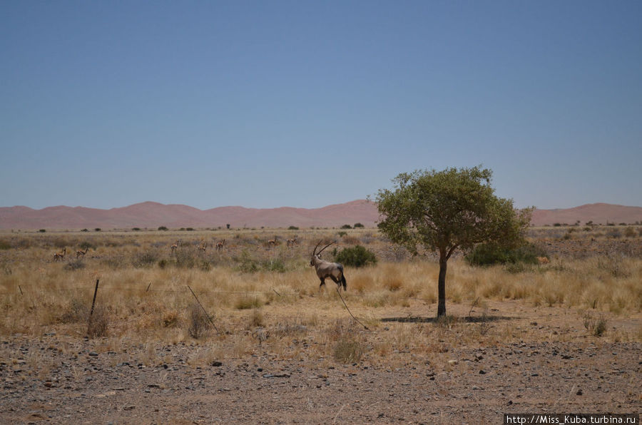 Весна в ноябре. Пустыня Намиб. По следам спрингбока Парк Намиб-Науклуфт, Намибия