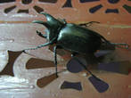 Жаль, не получилось передать размер этого жука- размах его крыльев в полёте около двадцати сантиметров