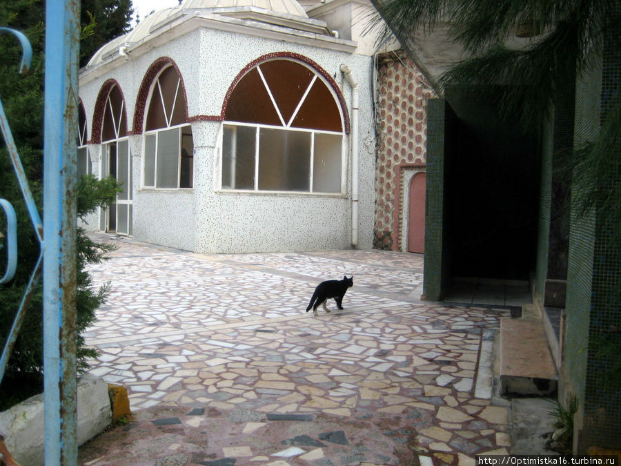 Кошечки Алании Алания, Турция