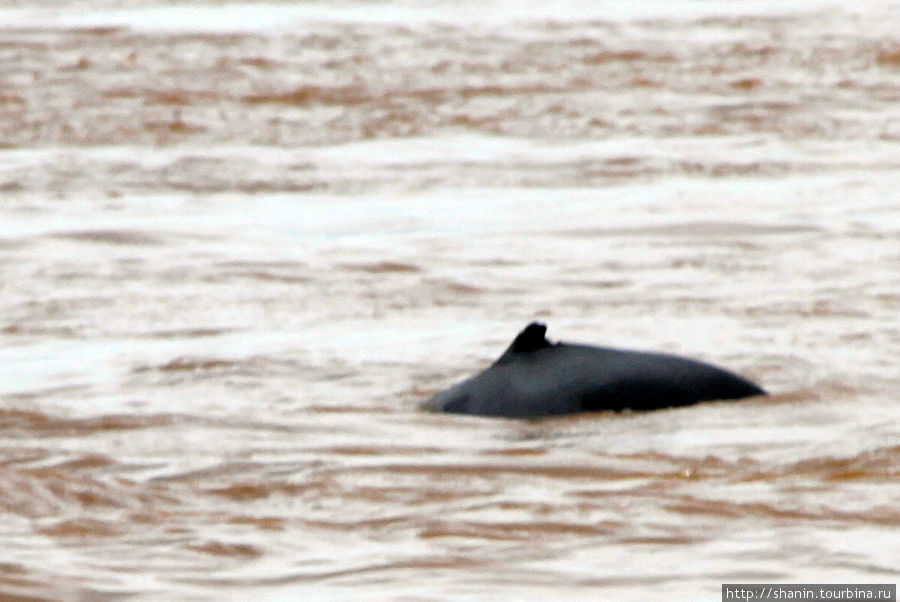 Спинка речного дельфина Провинция Тямпасак, Лаос