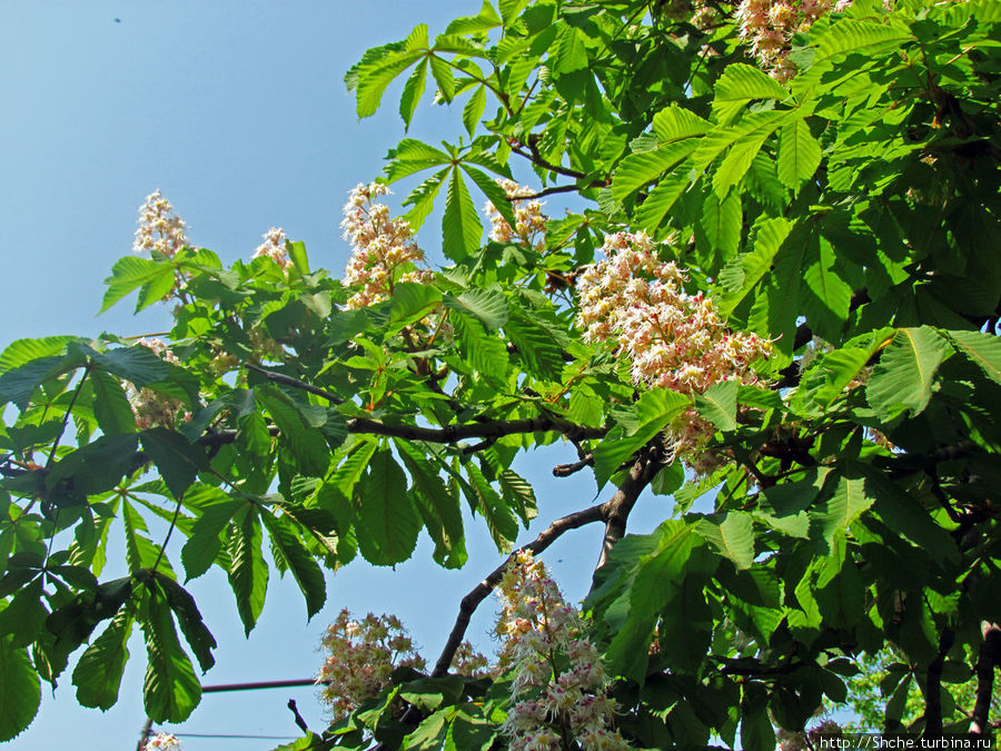 Цветут каштаны — лето на дворе... Мужская версия Рогань, Украина