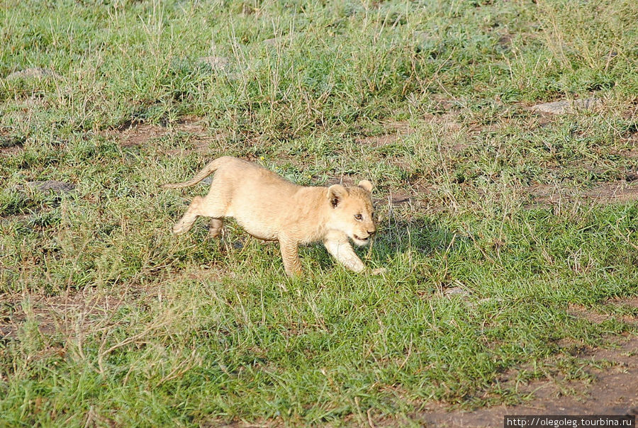 Акуна матата, или даешь сафари! 12.2010 Часть двенадцатая. Серенгети Национальный Парк, Танзания