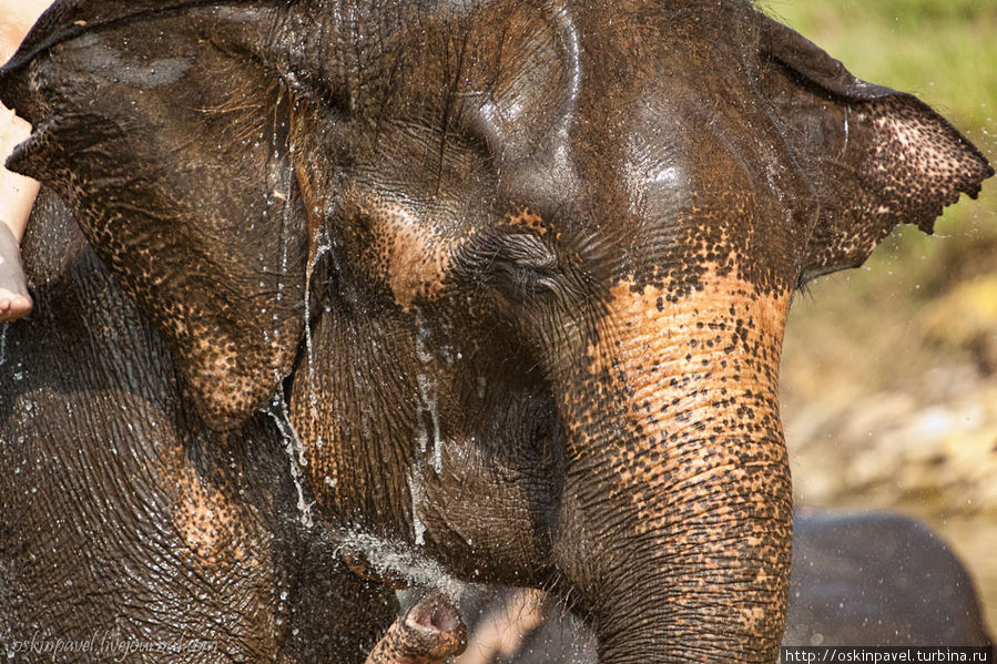 И она ложилась спать, схватив слона за крыла... Читван Национальный Парк, Непал