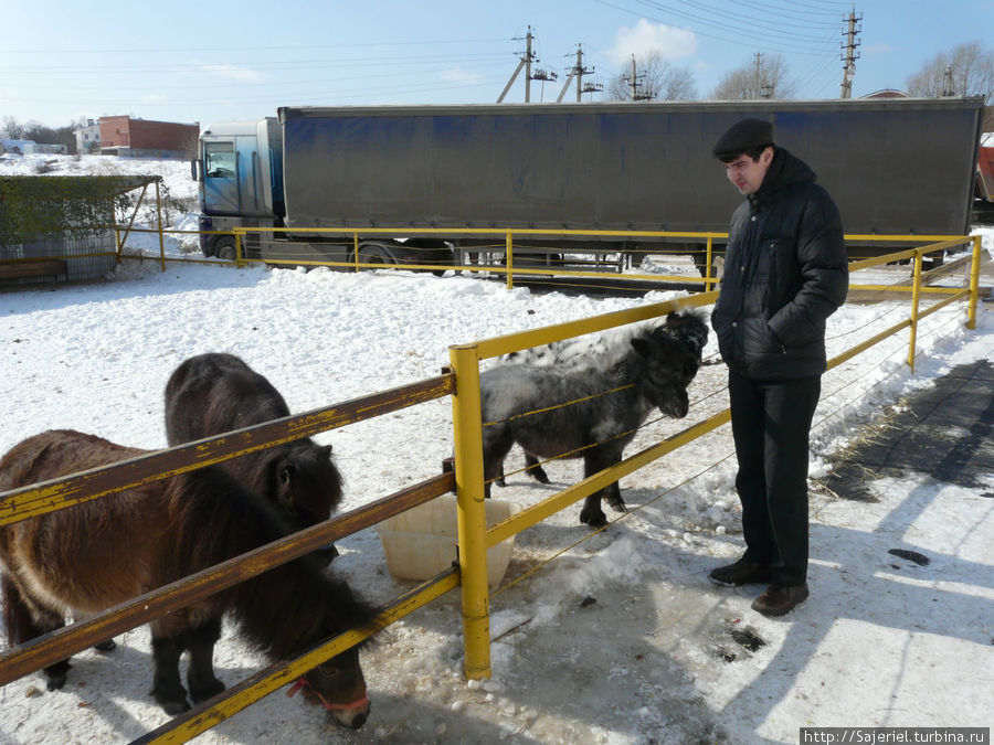 Женский день 8 марта и мини-лошади Подольск, Россия