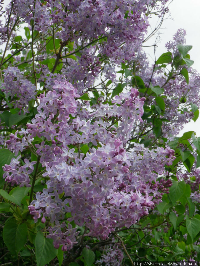 Зацвела сирень в Суоменлинне Хельсинки, Финляндия Зацвела сирень в Суоменлинне Хельсинки, Финляндия