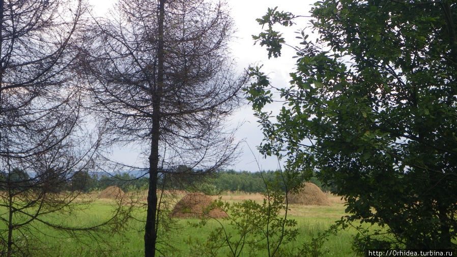 Лето в Прикарпатье. Поля, леса и ... куры Ивано-Франковская область, Украина