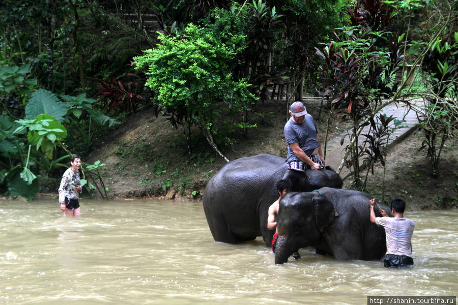 Слоны и туристы Провинция Луангпрабанг, Лаос