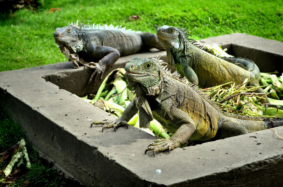 А родственникам галапагосских драконов, кажется, нет до них никакого дела. Разве что посмотрят требовательно, как бы намекая, что неплохо бы подогнать еще пару кочанов капустки — и снова погружаются в неторопливое жевание, покой и созерцание… Гуаякиль, Эквадор