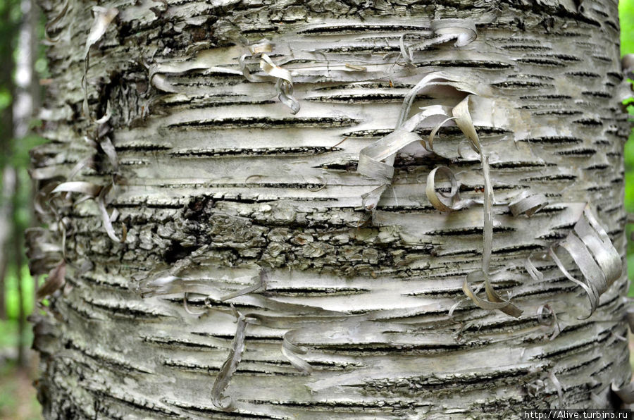 Проблеск света в тёмном царстве Питсфилд, CША Проблеск света в тёмном царстве Питсфилд, CША