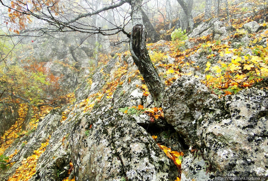 Страшилки сказочного леса Алушта, Россия