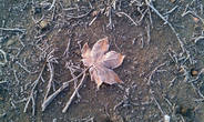Осенний лист, тронутый первыми заморозками.